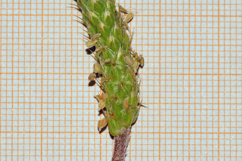 Plantago coronopus / Erba saetta